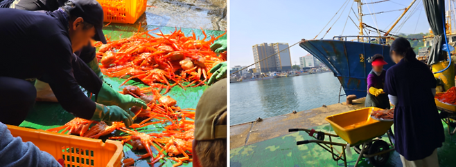 영덕 강구항 전경 / 사진=김혜성 여행+ 기자
