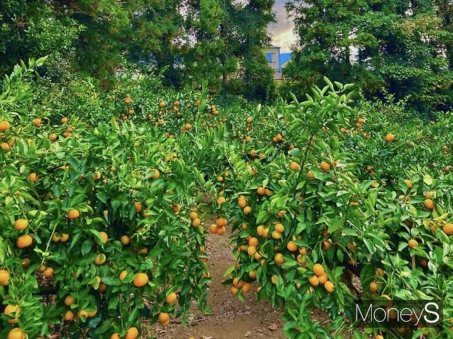 감귤 농사를 짓는 김씨는 득표 계산에만 몰두하는 후보가 아니라, '농업의 지속가능성' 즉, 식량 주권을 지킬 후보를 원한다고 강조했다. 사진은 지난해 11월경 제주 서귀포시의 한 감귤밭 사진으로 감귤의 외형 불량이 많았다. /사진=김성아 기자
