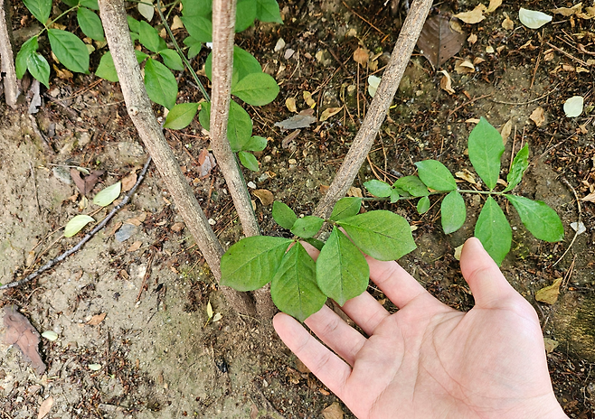 나무의 어린 잎을 만지고 있다.[독자 제공]