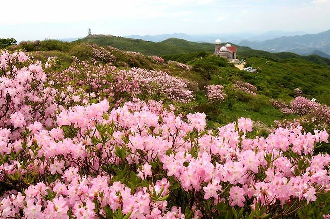 소백산 정상 철쭉 군락지.(사진=뉴시스DB) *재판매 및 DB 금지