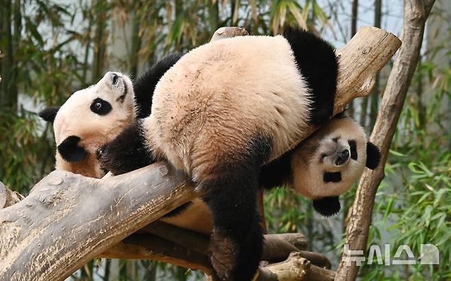 [용인=뉴시스] 김종택 기자 = 생물다양성의 날인 22일 경기 용인시 에버랜드 판다 월드 실내 방사장에서 국내 첫 쌍둥이 판다 루이바오와 후이바오가 나무에 올라 즐거운 시간을 보내고 있다. 생물다양성의 날은 지난 1992년 유엔환경개발정상회의에서 '생물다양성협약'이 발표된 것을 기념하고 생물종의 중요성과 생태계의 보전을 목적으로 제정된 국제기념일이다. 2025.05.22. jtk@newsis.com