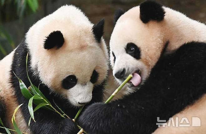[용인=뉴시스] 김종택 기자 = 생물다양성의 날인 22일 경기 용인시 에버랜드 판다 월드 실내 방사장에서 국내 첫 쌍둥이 판다 루이바오와 후이바오가 먹이를 먹고 있다. 생물다양성의 날은 지난 1992년 유엔환경개발정상회의에서 '생물다양성협약'이 발표된 것을 기념하고 생물종의 중요성과 생태계의 보전을 목적으로 제정된 국제기념일이다. 2025.05.22. jtk@newsis.com