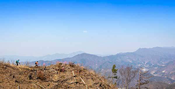 기차봉과 정상 사이의 간벌지대.