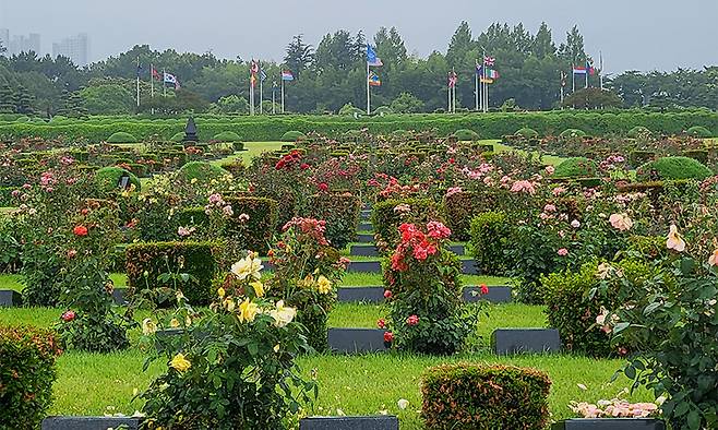 부산에 있는 유엔기념공원 전경. 6·25 전쟁 당시 한국에서 싸운 참전용사 2300여명이 잠들어 있다. 안장자의 국적으로 따지면 영국인이 892명으로 가장 많다. 세계일보 자료사진