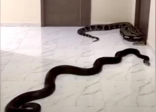 태국 방콕의 한 아파트 복도에 뱀 두 마리가 기어 다니고 있다. 뱀을 푼 사람은 아파트 주민으로 “반려동물이 금지된 아파트에서 개를 키우고 소음을 유발하는 이웃에 대한 경고”라고 밝혔다. 출처=방콕포스트