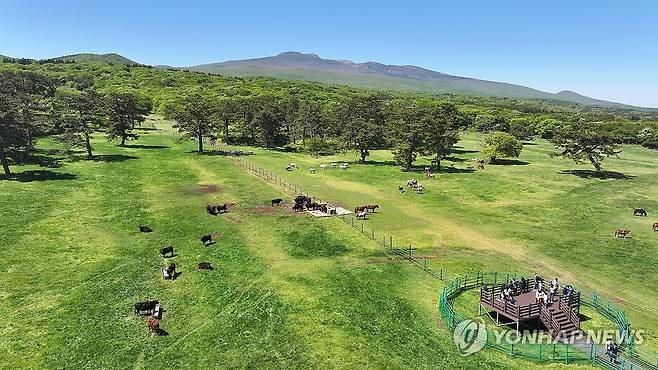 푸른 초원의 제주흑우와 제주마 [연합뉴스 자료사진]