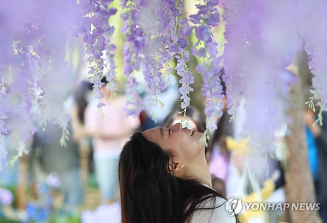 '보랏빛 추억' 2025 서울국제정원박람회 (서울=연합뉴스) 김도훈 기자 = 22일 서울 동작구 보라매공원에서 열린 2025 서울국제정원박람회를 찾은 시민들이 등나무 터널에서 사진을 찍고 있다.
    올해 10회째를 맞이한 이번 전시는 '서울, 그린 소울(Seoul, Green Soul)'를 주제로 총 110여개의 정원이 가꾸어졌으며 10월 20일까지 진행된다. 2025.5.22 superdoo82@yna.co.kr