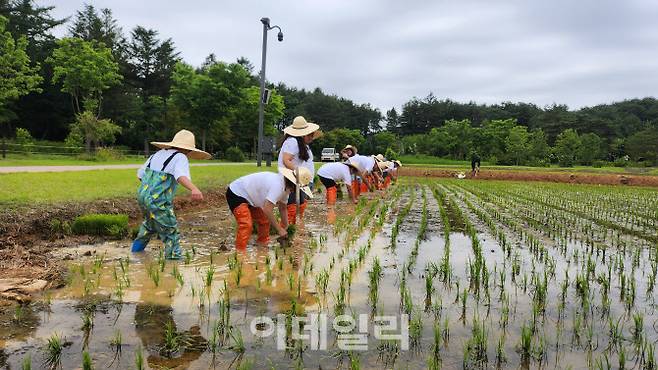2024년 모내기 행사