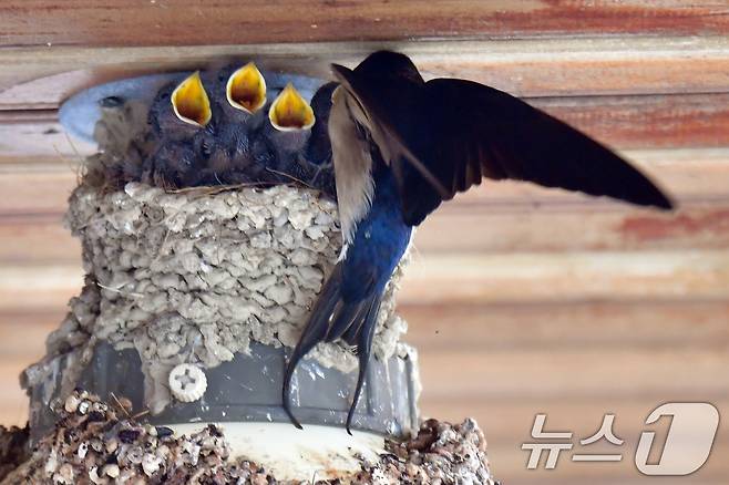 23일 경북 포항시 북구 영일대북부시장 상가 입구 전등위에 있는 제비 둥지에서 어미새가 먹잇감을 물어다 나르고 있다. 2025.5.23/뉴스1 ⓒ News1 최창호 기자