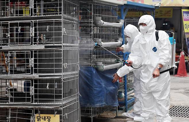 5월 21일 광주 북구청 시장산업과 동물정책팀 직원들이 관내 한 재래시장 닭오리 판매업소에서 조류인플루엔자 예방을 위해 긴급 방역을 실시하고 있다. /연합뉴스