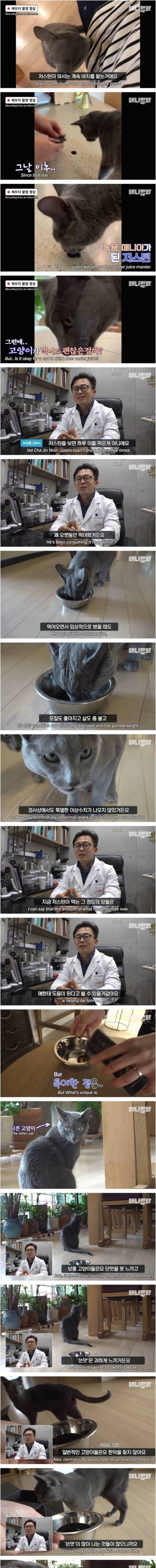 츄르 대신 한약 챙겨 먹고 다니는 고양이.jpg 츄르 대신 한약 챙겨 먹고 다니는 고양이.jpg