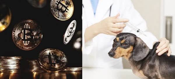 가상화폐 대장주 비트코인이 상승세를 보임에 따라 세계 최초로 비트코인을 법정화폐로 도입한 남미 국가 엘살바도르의 비트코인 정책에 전 세계가 주목하고 있다. /사진=클립아트코리아