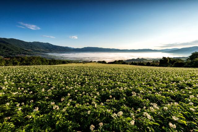 ▲ 펀치볼 감자꽃&숲길 걷기 구간 전경