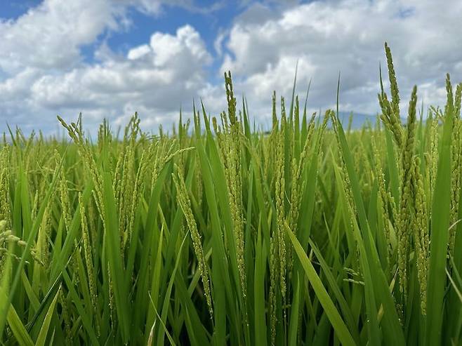 [창원=뉴시스] 강경국 기자 = 벼 재배 농가. (사진=창원시청 제공). 2025.04.17. photo@newsis.com *재판매 및 DB 금지