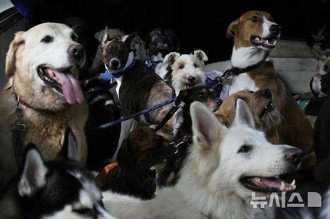 <font style="vertical-align: inherit;"><font style="vertical-align: inherit;">[부에노스아이레스=AP/뉴시스] 지난달 11일(현지 시간) 아르헨티나 부에노스아이레스에서 운동을 마친 강아지들이 버스를 타고 집으로 돌아가고 있다. 2025.05.23.</font></font>