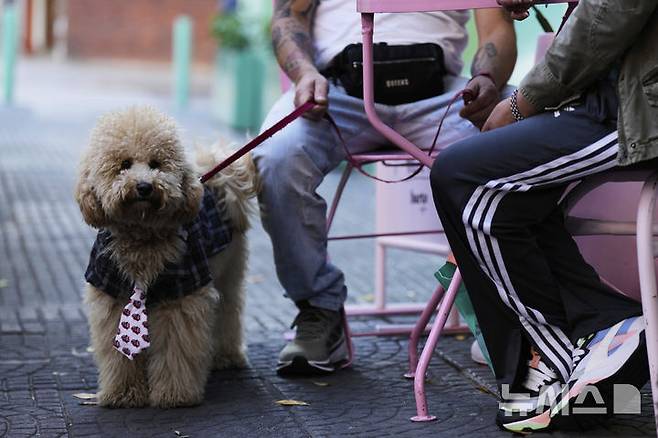 <font style="vertical-align: inherit;"><font style="vertical-align: inherit;">[부에노스아이레스=AP/뉴시스] 지난달 13일(현지 시간) 아르헨티나 부에노스아이레스의 반려동물 카페에 푸들이 주인 옆에 서 있다. 2025.05.23.</font></font>