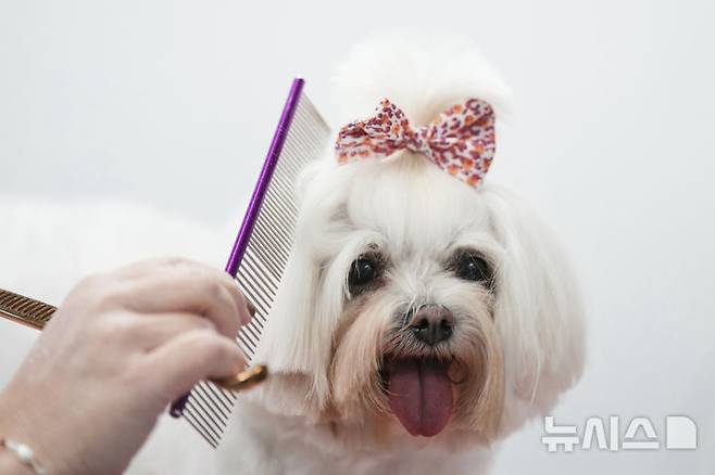 <font style="vertical-align: inherit;"><font style="vertical-align: inherit;">[부에노스아이레스=AP/뉴시스] 지난달 4일(현지 시간) 아르헨티나 부에노스아이레스의 반려견 미용실에서 한 강아지가 미용을 받고 있다. 2025.05.23.</font></font>