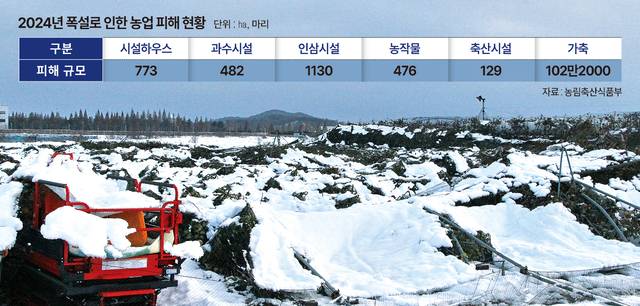 지난해 11월 경기 화성시 남양읍 안석리의 사과 과수원 방조망이 쌓인 눈에 주저앉으며 사과나무를 덮쳐 형체를 알아보기 어렵다.