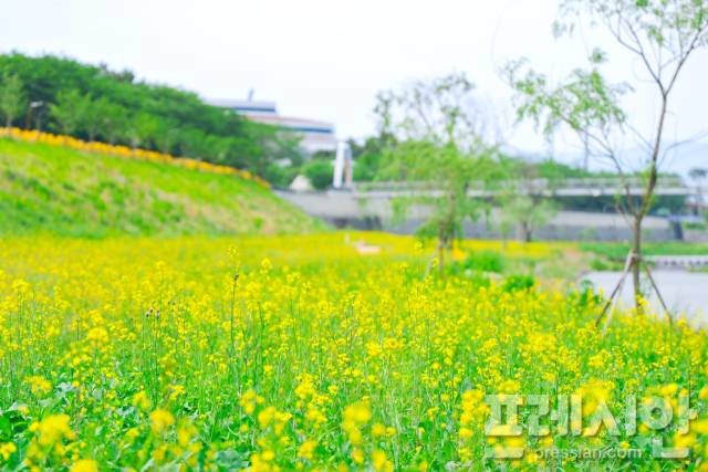 ▲구례 서시천 둔치 꽃밭ⓒ구례군