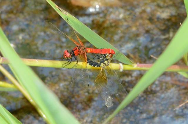 ▲곡성군 월봉습지, 국내 최대 '한국꼬마잠자리' 서식 확인ⓒ곡성군