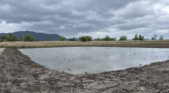 순천만 람사르길 인근에 조성한 무논 습지.