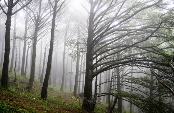 금탑사의 비자나무 숲.