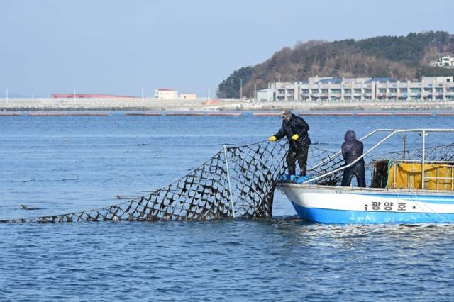 충남 홍성군의 한 김 양식장에서 김 수확이 이뤄지고 있다. 연합뉴스