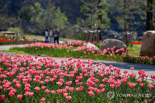 동해 무릉별유천지, 오색찬란 튤립꽃 5만 송이 '활짝' [연합뉴스 자료사진]