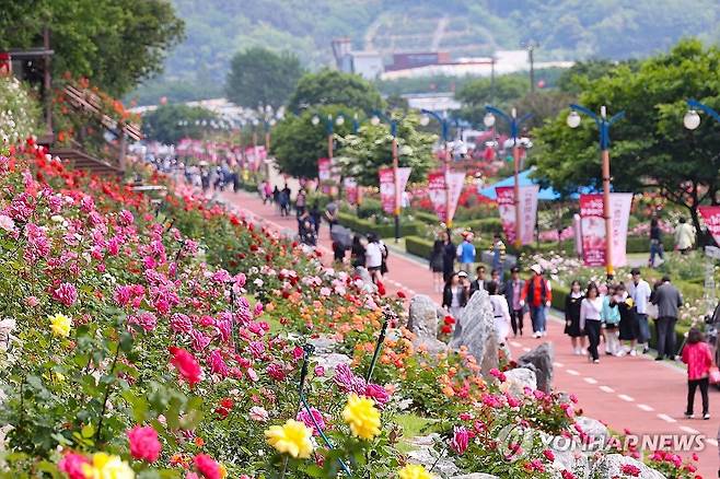 삼척장미축제 오세요 (삼척=연합뉴스) '2025 삼척장미축제'가 개막한 23일 강원 삼척시 오십천 장미공원에 관람객들의 발길이 이어지고 있다.
    장미공원은 약 8만5천㎡ 부지에 220여 종, 16만 그루 이상의 장미가 식재돼 6월 1일까지 이어지는 축제 기간 천만 송이의 장미가 만개해 장관을 이룰 예정이다. 2025.5.23 [삼척시 제공. 재판매 및 DB 금지] yoo21@yna.co.kr