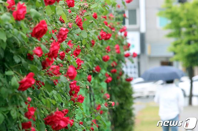 24일 대전·충남은 대부분의 지역에 가끔 비가 내리는 곳이 있을 것으로 예보됐다. 대전 중구 도로변에 핀 장미 옆으로 우산 쓴 시민이 걸어가고 있다. /뉴스1 ⓒ News1 김기태 기자