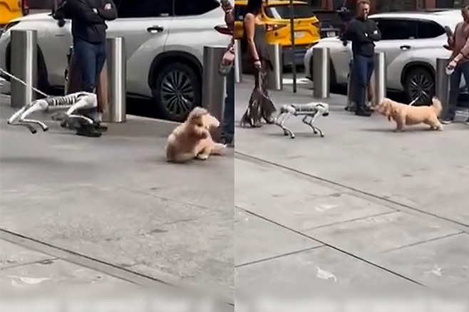 출처=틱톡(sevdaliza)