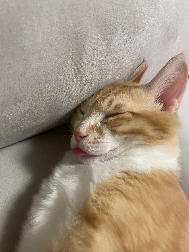 IMG_5055.jpeg 우리집 복덩이 빵이 보고가