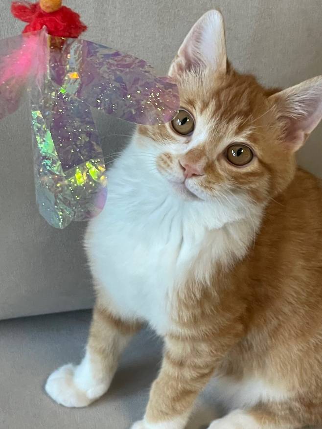 IMG_4964.jpeg 우리집 복덩이 빵이 보고가