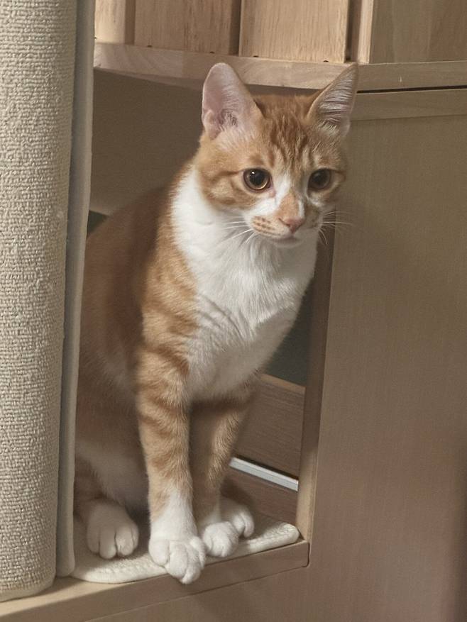 IMG_5439.jpeg 우리집 복덩이 빵이 보고가