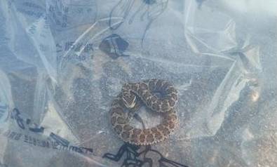 소방 당국에 의해 포획된 뱀. 사진은 기사 내용과 직접적인 관련이 없음./사진=소방청 제공