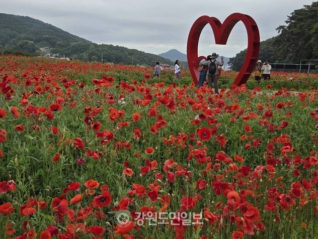 ▲ 제18회 원주 용수골 꽃양귀비 축제가 22일 판부면 용수골 꽃양귀비 정원 일원에서 막을 올렸다. 권혜민