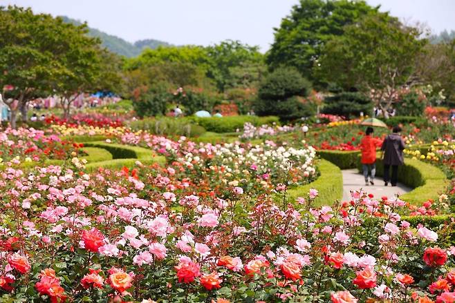 ‘2025 삼척장미축제’가 개막한 지난 23일 강원 삼척시 오십천 장미공원에 관람객들의 발길이 이어지고 있다. 삼척시 제공