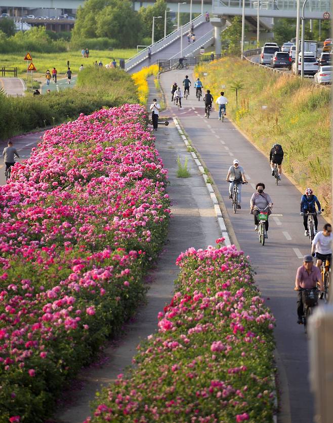 중랑천 장미공원