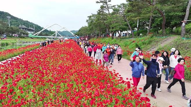 [괴산=뉴시스] 24일 '2025 빨간맛페스티벌'의 대표 프로그램 '빨간꽃길 괴산 걷기대회'가 열린 충북 괴산군 동진천변에서 참가자들이 붉게 물든 양귀비 꽃길을 따라 봄 정취를 만끽하고 있다. (사진=괴산군 제공) 2025.05.24. photo@newsis.com  *재판매 및 DB 금지