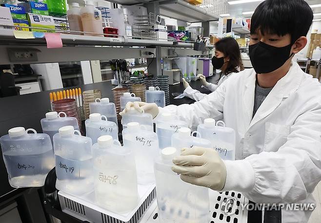 비브리오패혈증균 감시 철저 [연합뉴스 자료사진]