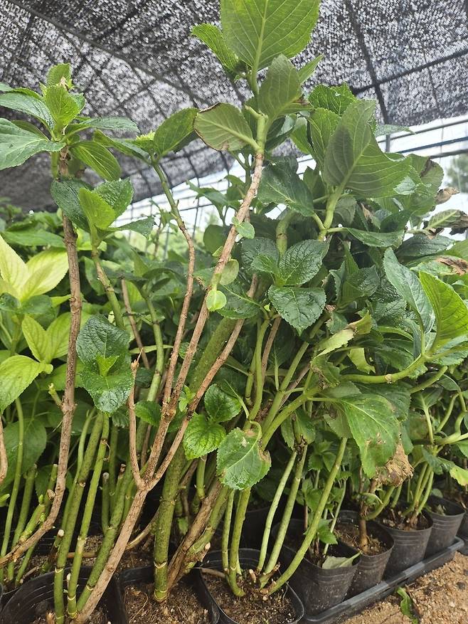 수국 [민주노총 공공운수노조 한국마사회지부 부경지회. 재판매 및 DB 금지]