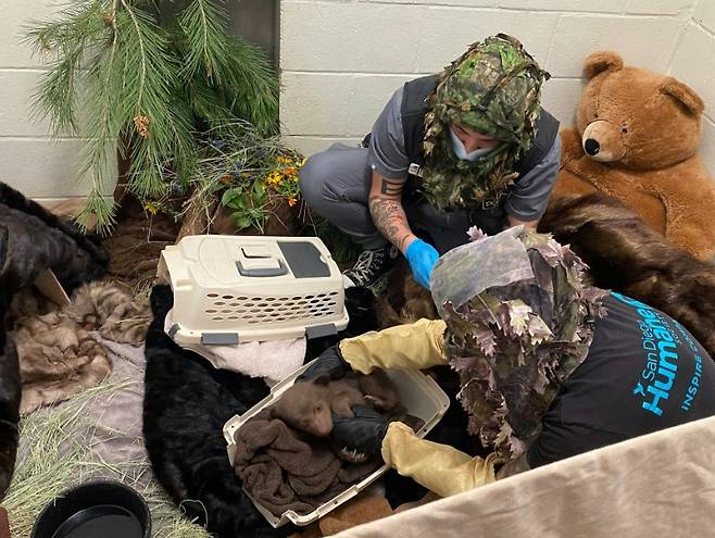 미국 샌디에이고 라모나 야생동물센터 입소한 새끼곰 '베이비 베어' [샌디에이고 동물보호협회 제공. 재배포 및 DB 금지]