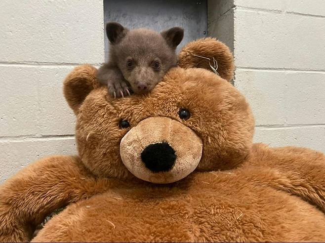 테디 베어와 함께 노는 '베이비 베어'  [샌디에이고 동물보호협회 제공. 재배포 및 DB 금지]