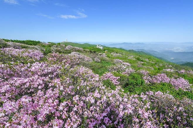 철쭉이 만개한 소백산 전경. 영주시 제공