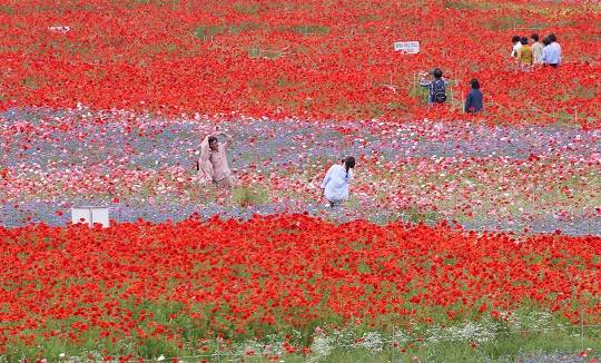 23일 경남 함안군 악양둑방 둔치에 조성된 봄꽃 경관단지를 찾은 관광객들이 활짝 핀 양귀비와 수레국화를 감상하고 있다.(사진/뉴스1)