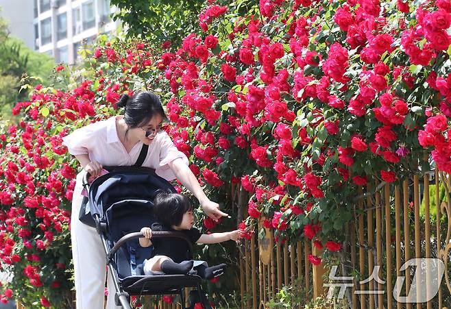 계절의 여왕 5월은 도심 곳곳에 곱게 핀 장미가 자태를 뽐내는 달. 초여름 날씨를 보인 12일 대구 중구 남산동 주택가에서 산책 나온 아기와 엄마가 한 아파트 울타리에 활짝 핀 장미꽃을 감상하고 있다./뉴스1 ⓒ News1 공정식 기자