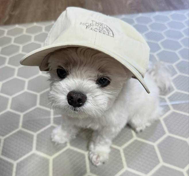 7살 몰티즈 크림이 (인스타그램 creammy_fresh 제공) ⓒ 뉴스1