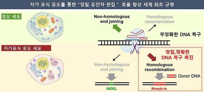 화학연 연구진은 자가포식유도를 통한 '정밀 유전자 편집' 효율 향상을 세계 최초로 규명했다.