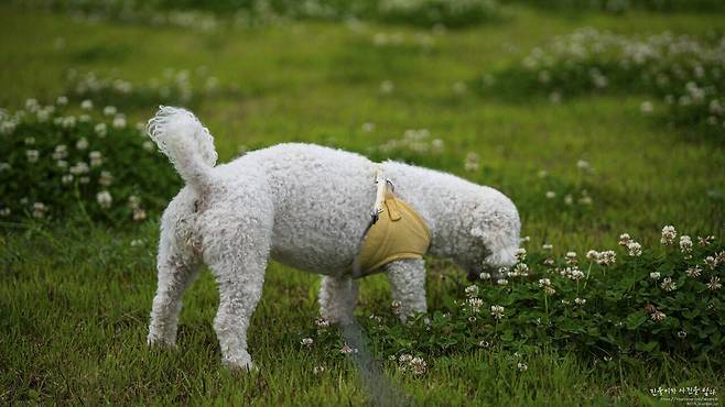 울집 뽀송이 보고가요