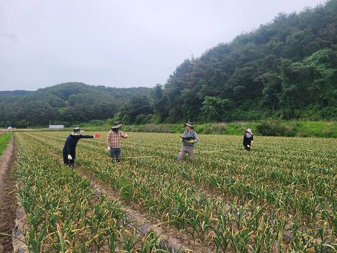 지난 21일 경남 창녕군 유어면 세진리 마늘밭에서 열린 마늘생산량조사 시연회에서 통계청 조사관들이 표본 구역을 정하고 있다. 사진=최용준 기자